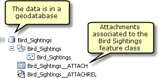 Clase de entidad Bird_Sightings